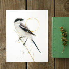 Loggerhead Shrike 8x10 Print - Native California Wildlife, Bird Print, Birder gift