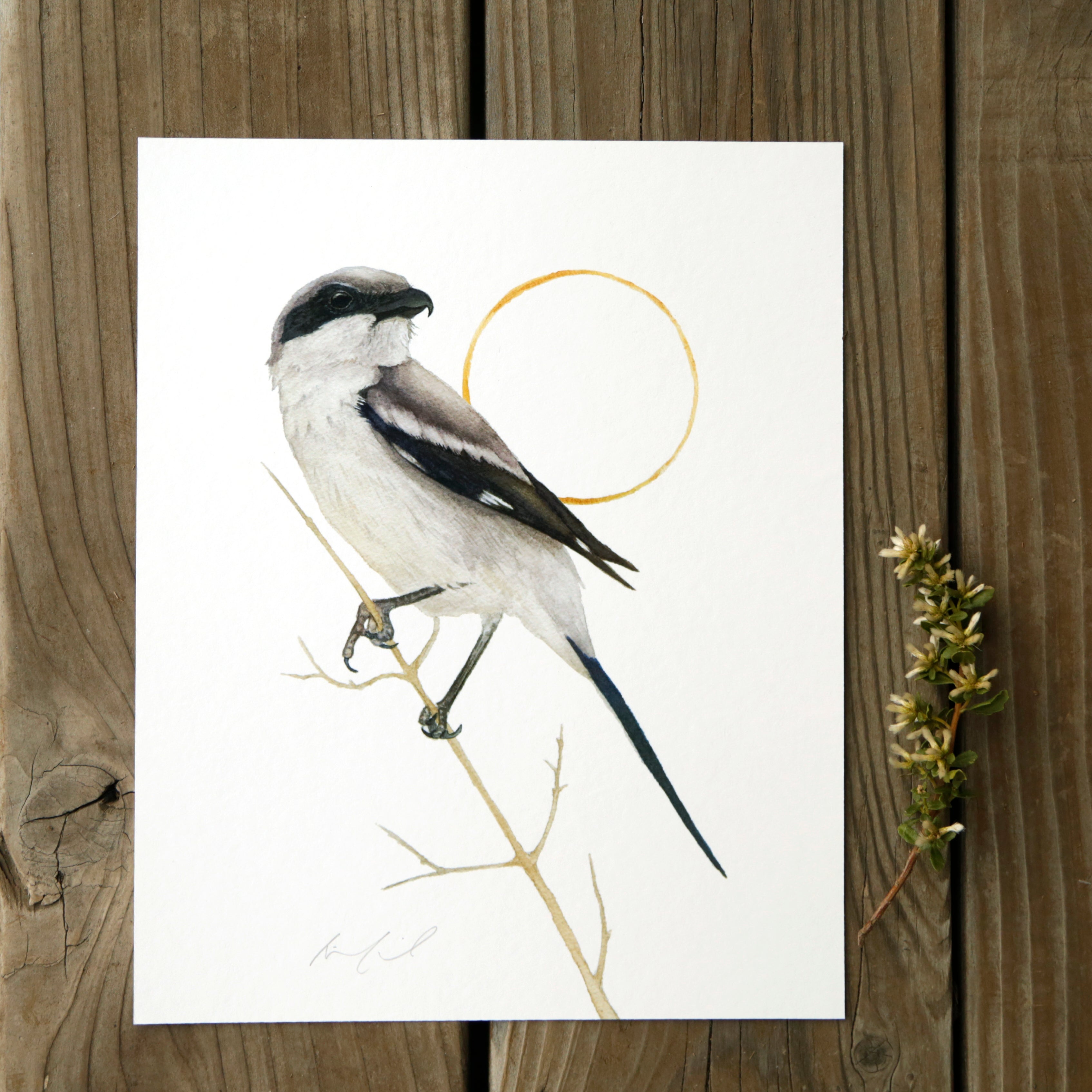 Loggerhead Shrike 8x10 Print - Native California Wildlife, Bird Print