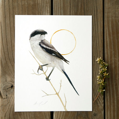 Load image 1 in gallery view. Loggerhead Shrike 8x10 Print - Native California Wildlife, Bird Print