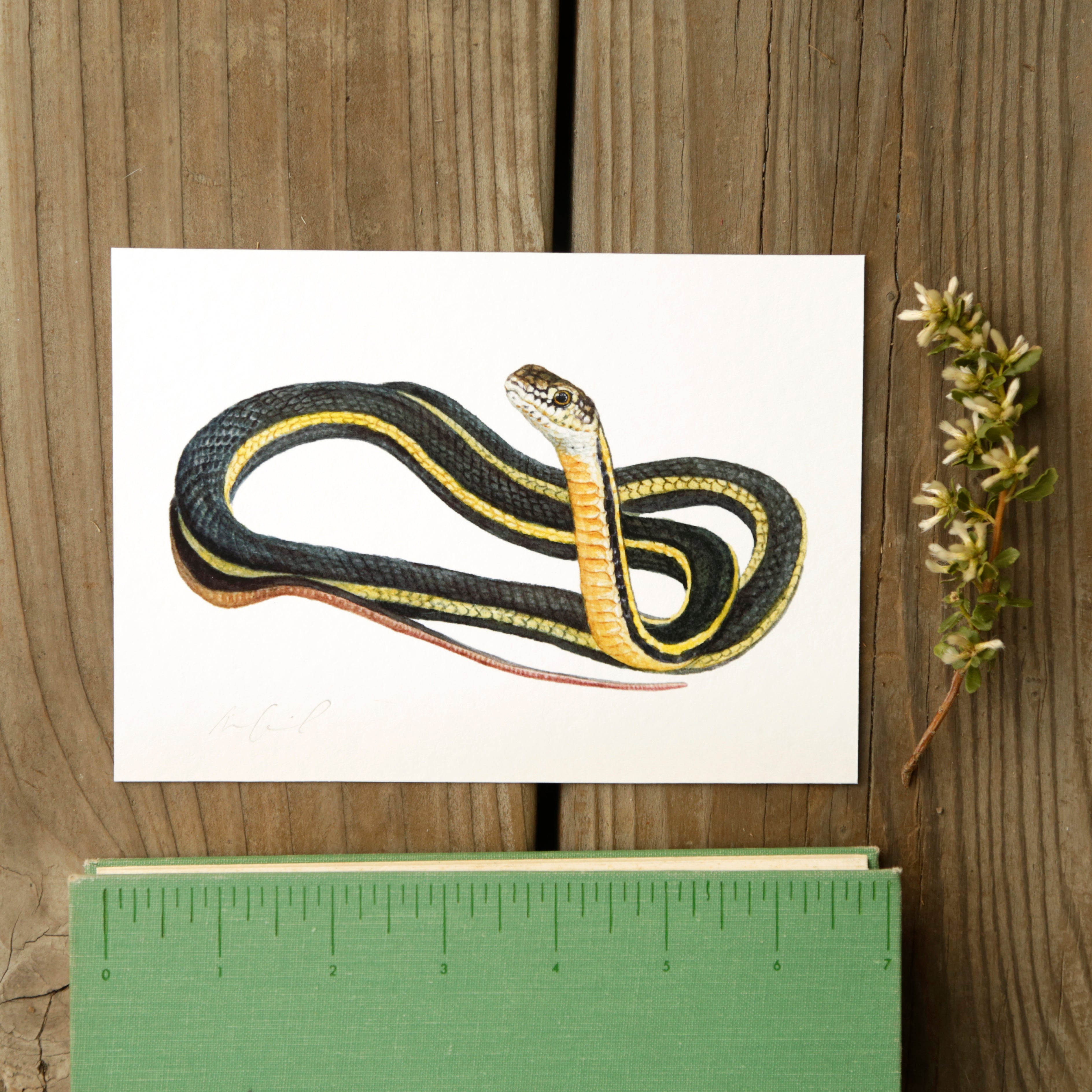 Alameda Whipsnake 5x7 Watercolor Print