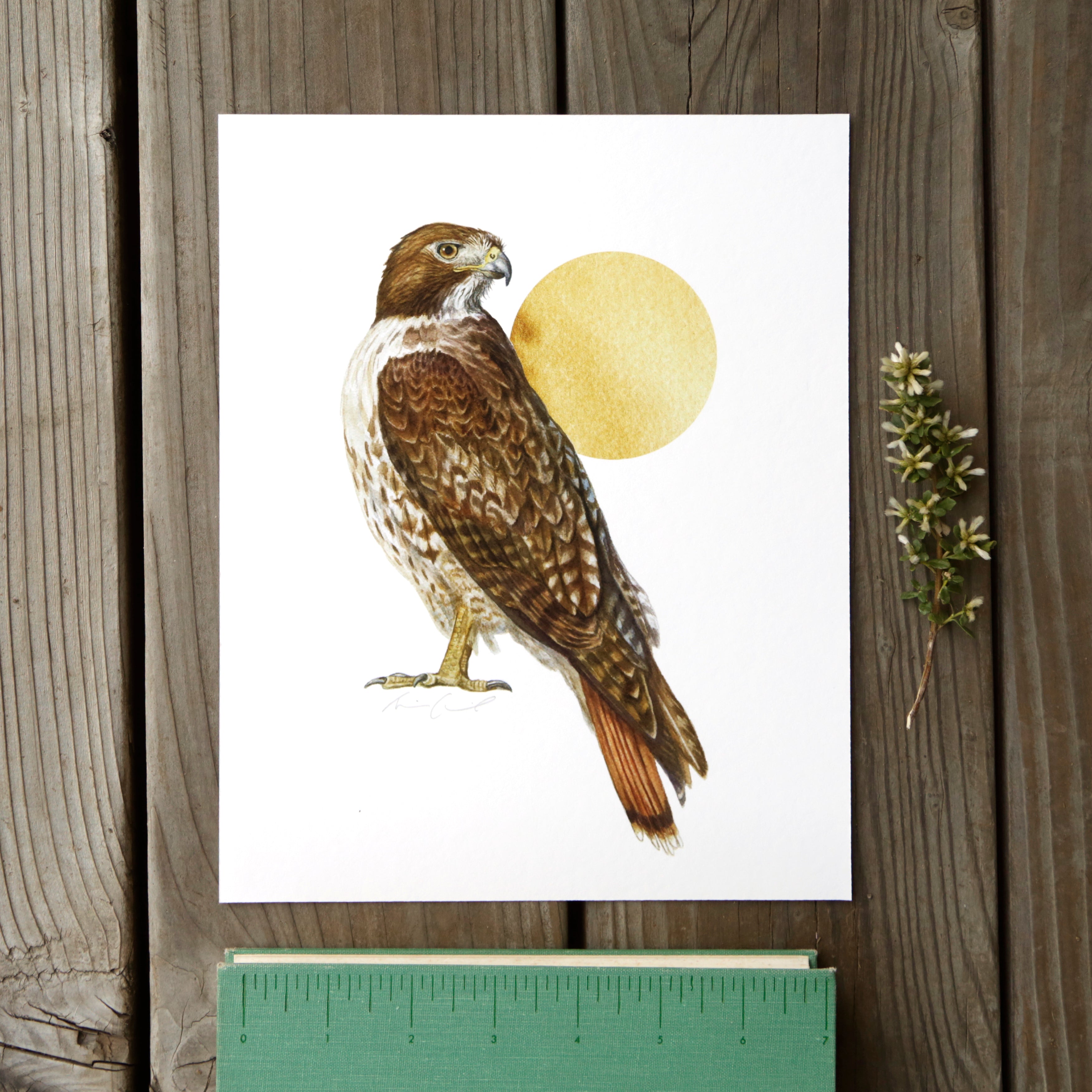 Red Tailed Hawk 8x10 Print - Native California Wildlife, Bird Print
