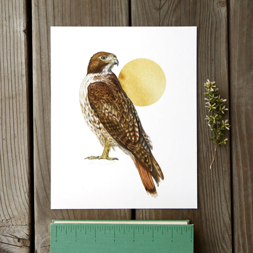 Load image 1 in gallery view. Red Tailed Hawk 8x10 Print - Native California Wildlife, Bird Print