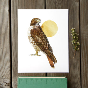 Red Tailed Hawk 8x10 Print - Native California Wildlife, Bird Print, Birding gift