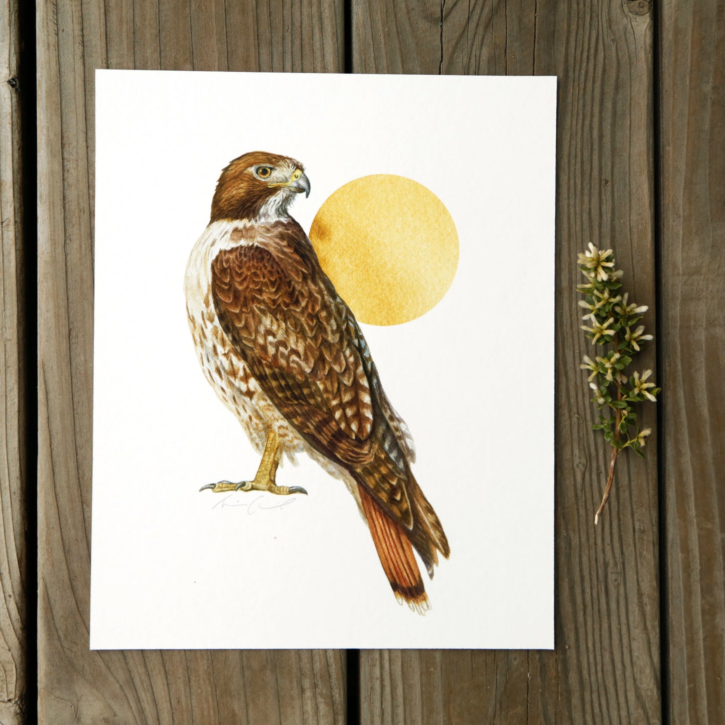 Red Tailed Hawk 8x10 Print - Native California Wildlife, Bird Print