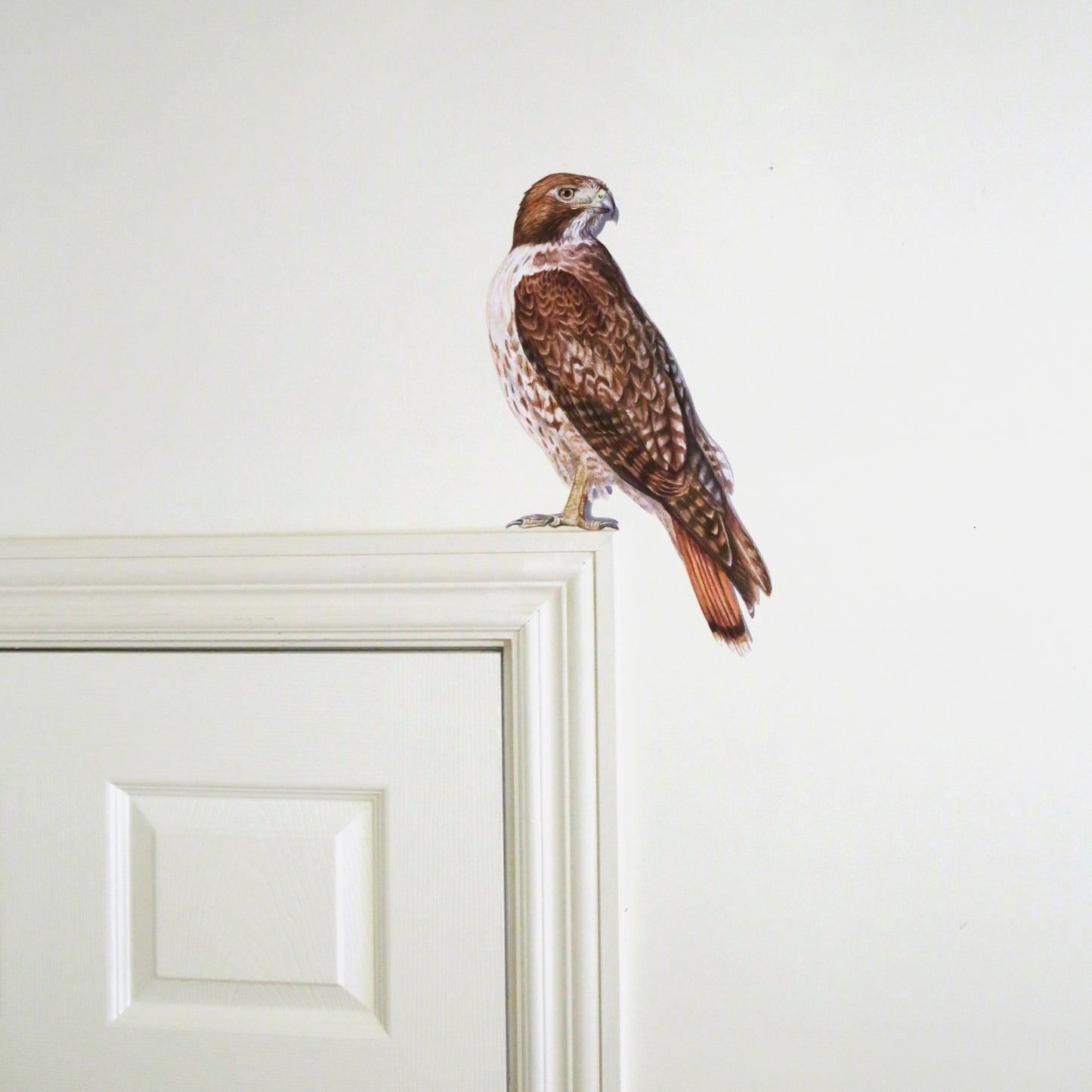 Realistic Red Tailed Hawk on white wall perched above a doorframe.