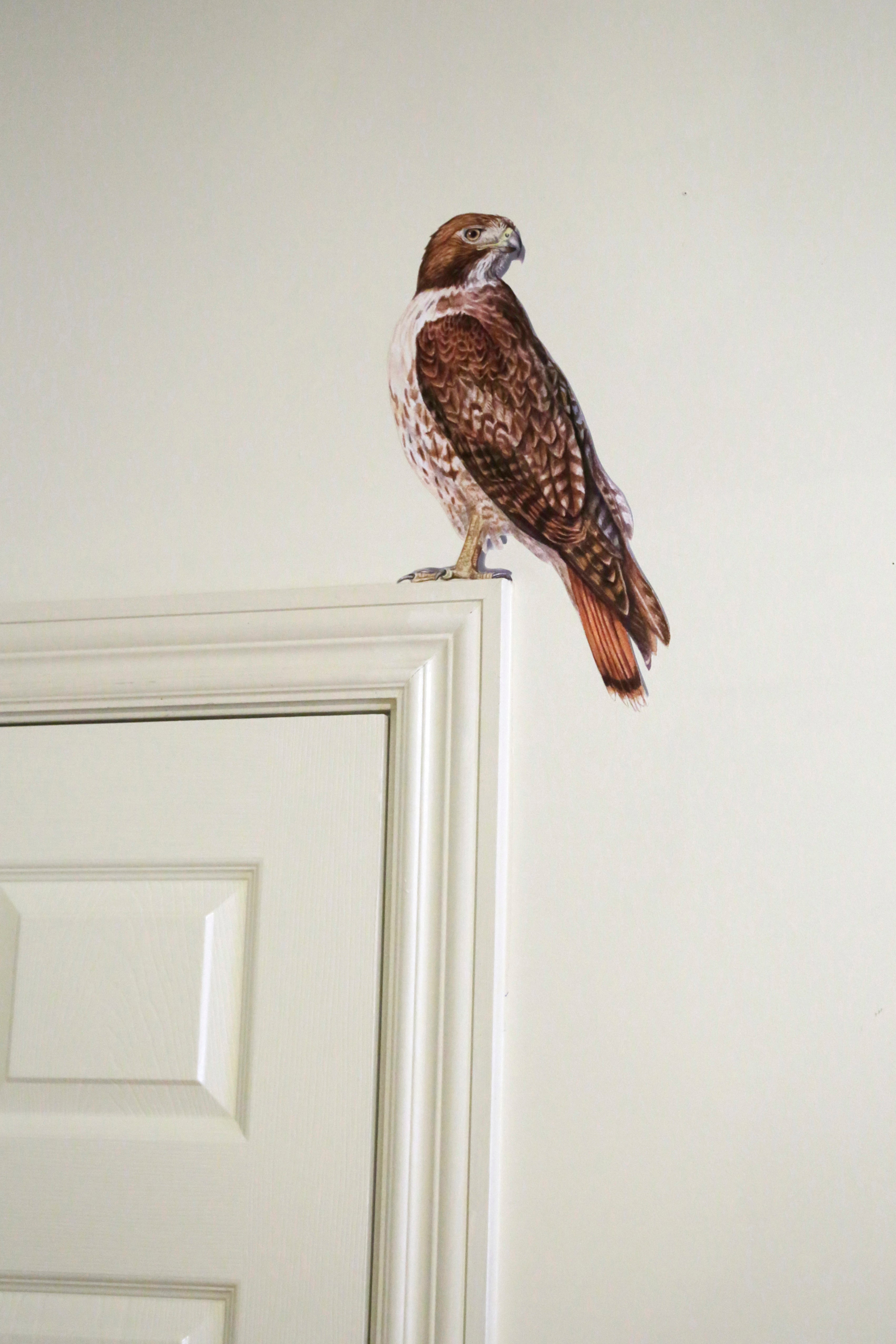 Red Tailed Hawk Wall Decal
