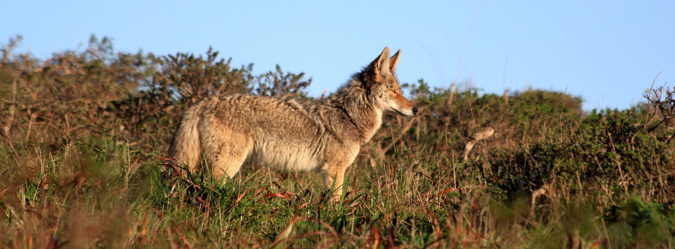 A photo of a coyote standing among coyote brush and grassy douglas iris leaves.