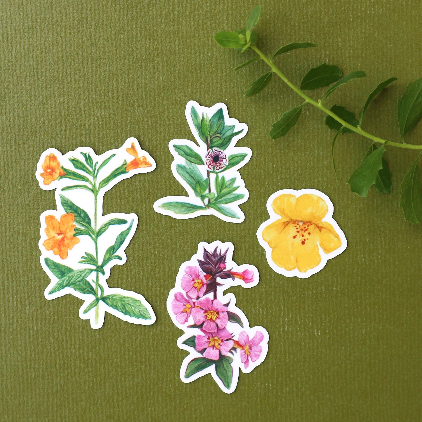Monkeyflowers Vinyl Stickers: Sticky, Seep, Calico, and Bigelow's Monkeyflower