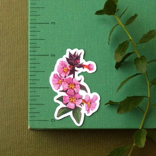 Load image 1 in gallery view. Monkeyflowers Vinyl Stickers: Sticky, Seep, Calico, and Bigelow's Monkeyflower