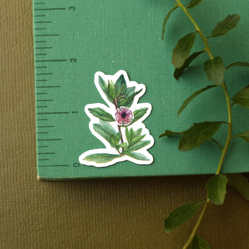 Load image 1 in gallery view. Monkeyflowers Vinyl Stickers: Sticky, Seep, Calico, and Bigelow's Monkeyflower