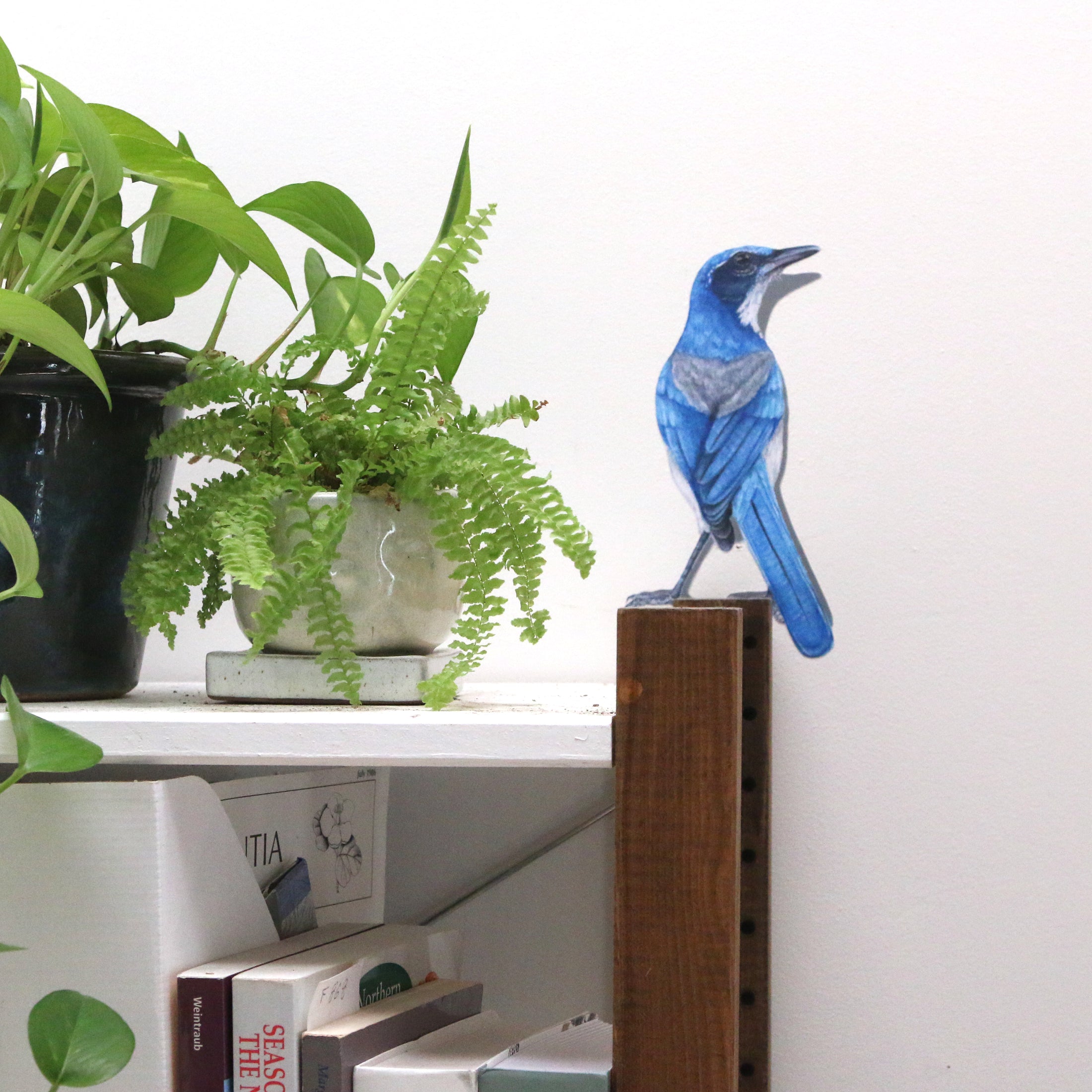 Realistic Scrub Jay against white wall looking like it’s standing on a shelf.