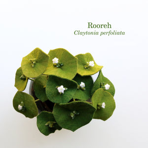 Rooreh (Indian Lettuce) Trio  - Claytonia perfoliata - felt flora, fiber sculpture, fabric flower