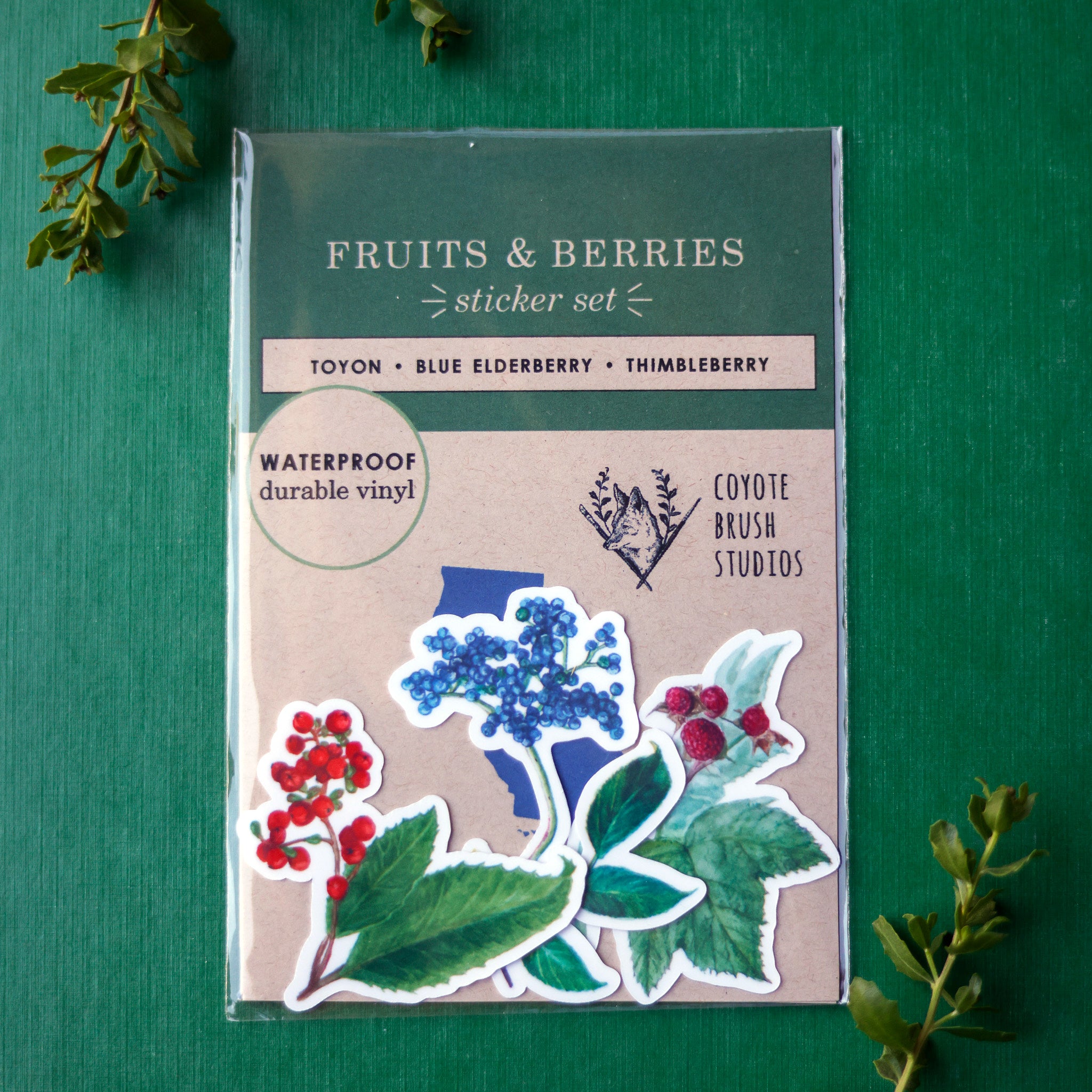 Berries and Fruits of CA Vinyl Stickers: Toyon, Thimbleberry, Elderberry