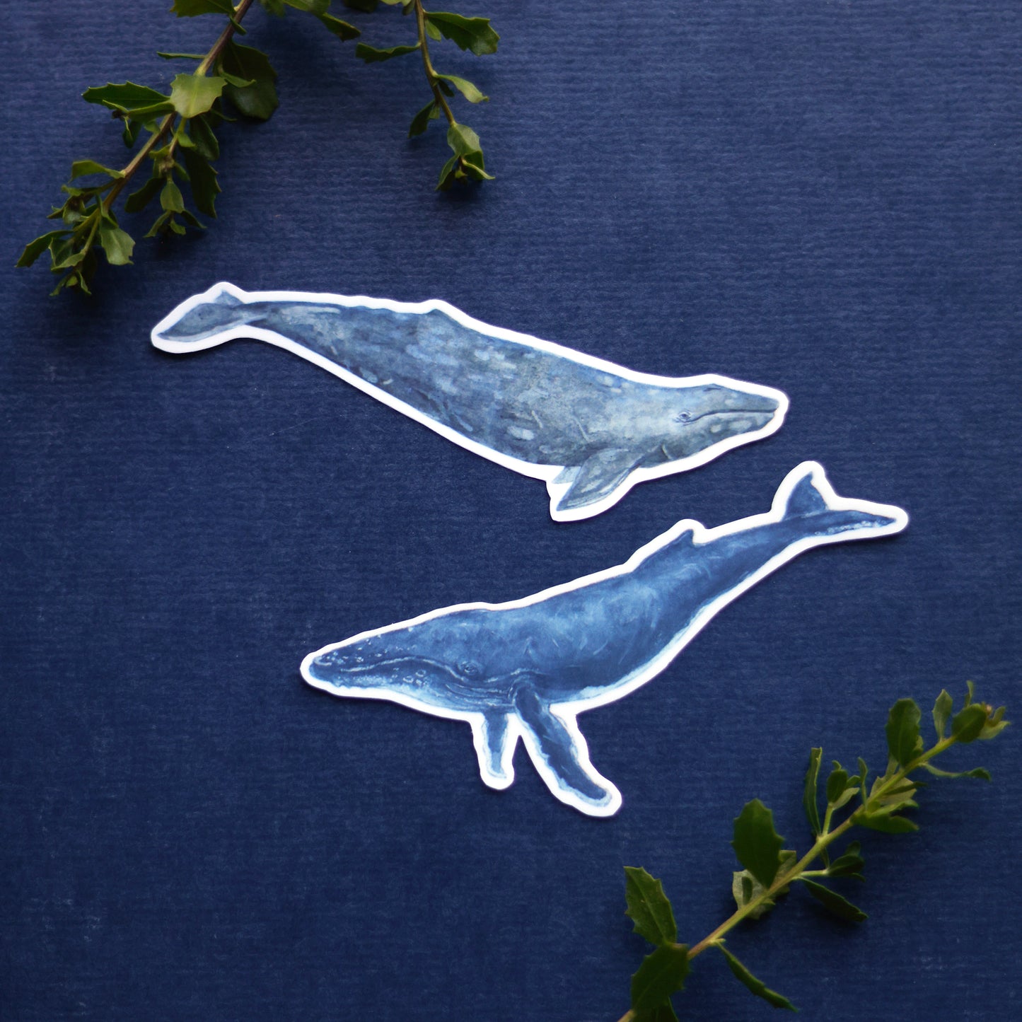 Whales Vinyl Stickers: Humpback & Gray Whale