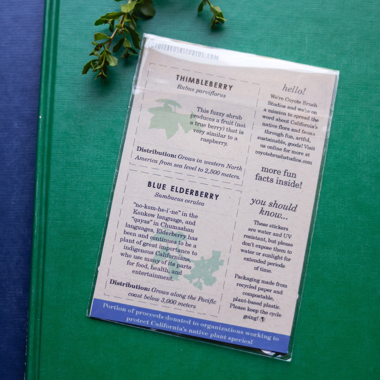 Berries and Fruits of CA Vinyl Stickers: Toyon, Thimbleberry, Elderberry
