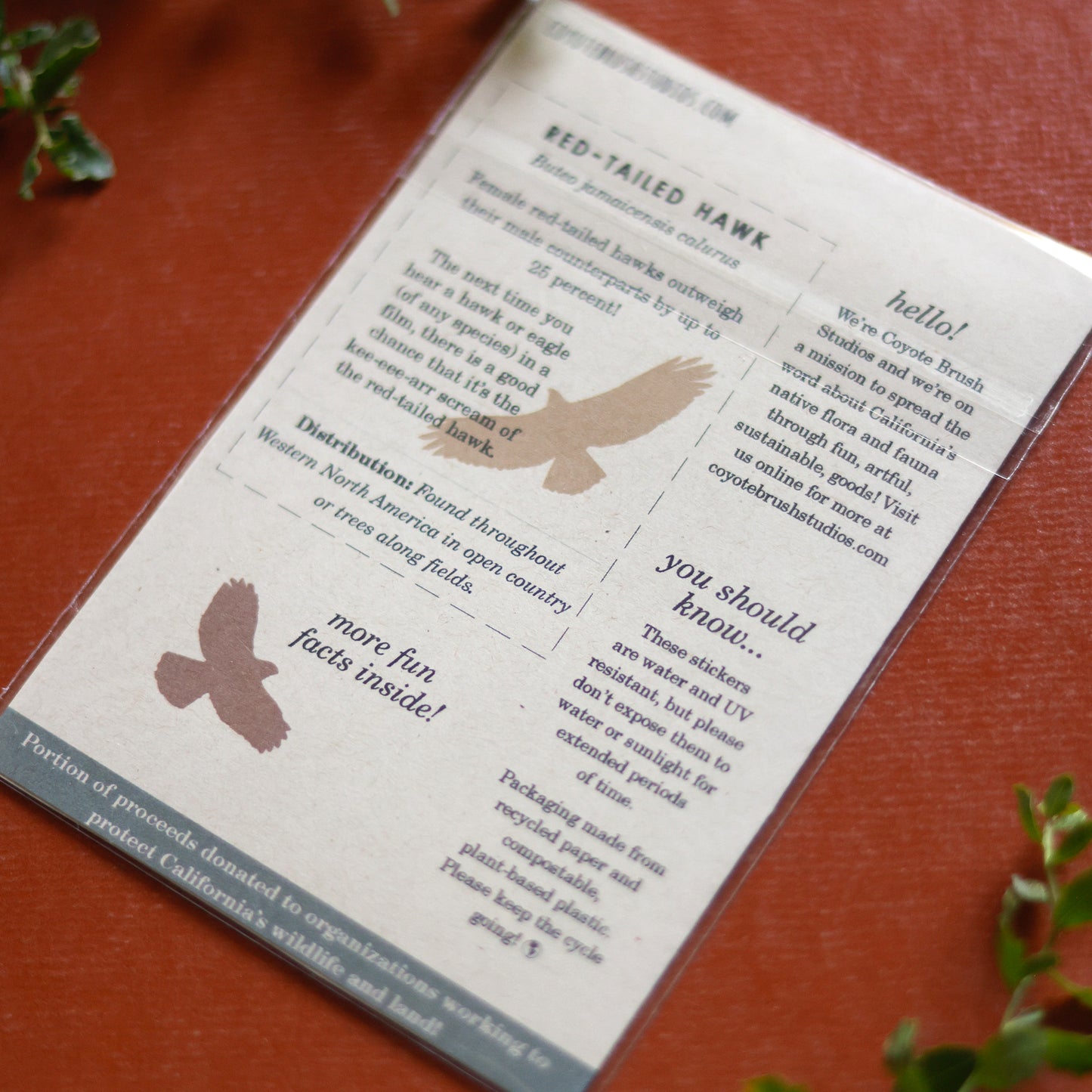 Raptor Vinyl Stickers: Red Tailed Hawk, Red Shouldered Hawk