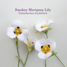 Smokey Mariposa Lily - Calochortus leichtlinii - fiber sculpture, fabric flower