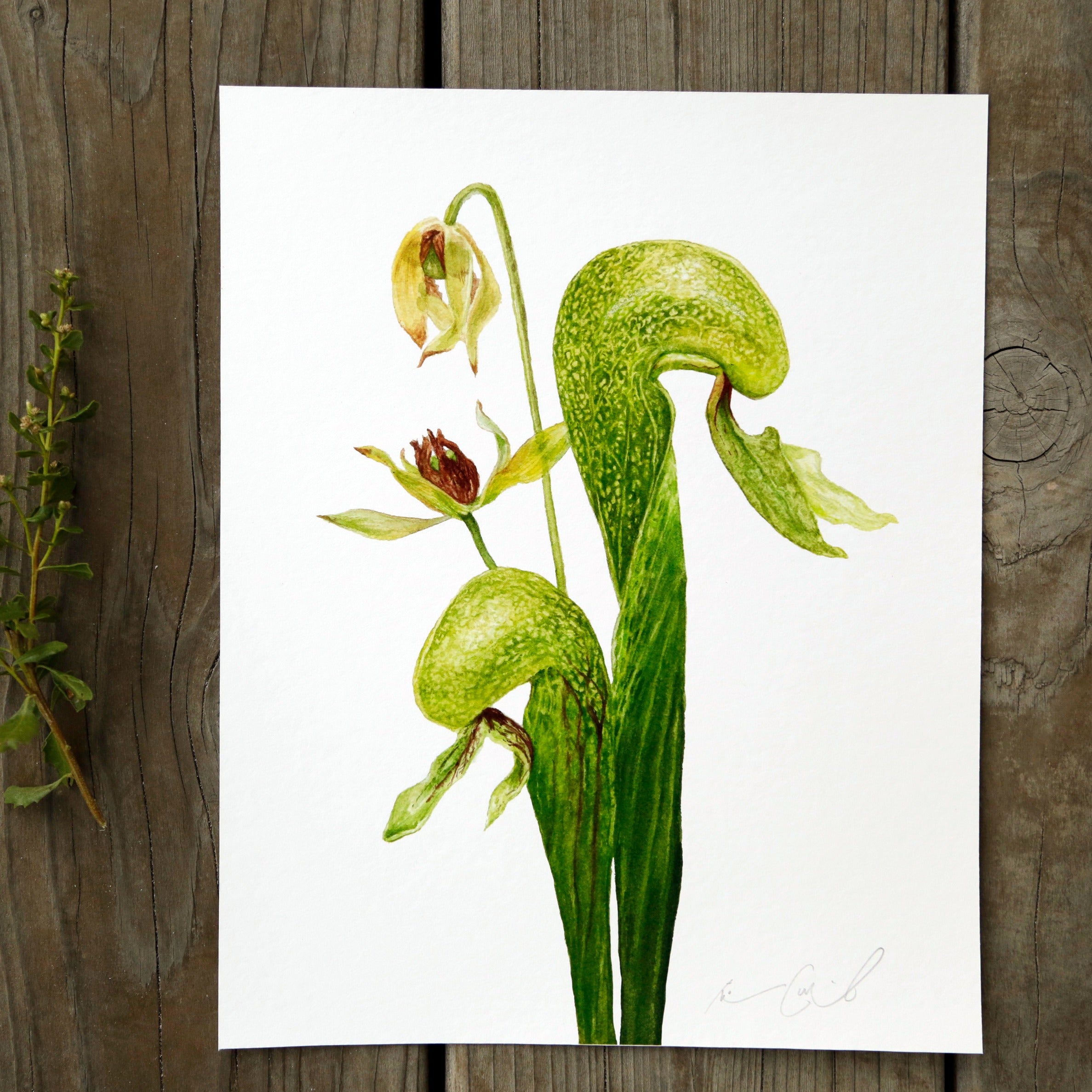 Cobra Lily 8x10 Print - Native California Carnivorous Plant Print, Darlingtonia californica