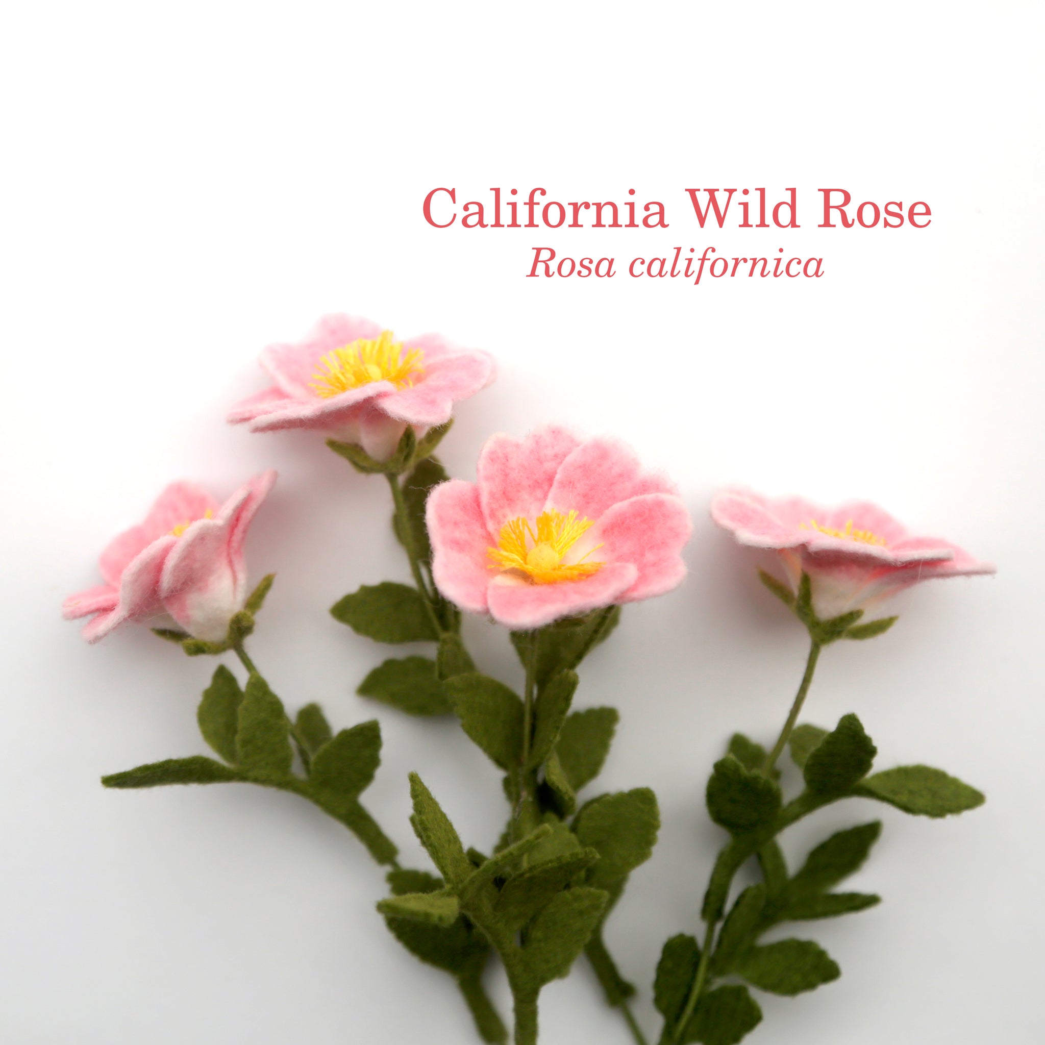 rosa californica