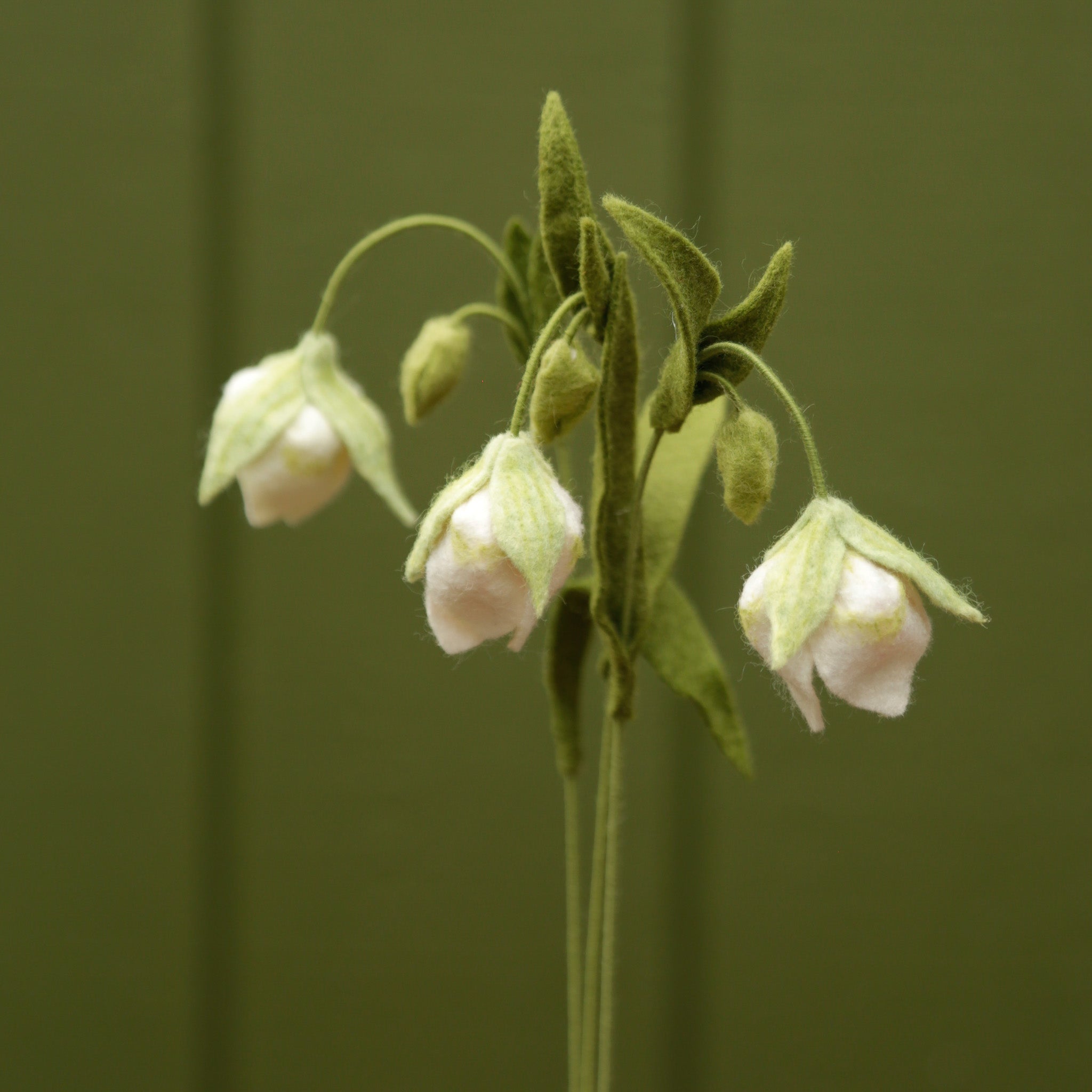 white globe lily White Globe Lily - Calochortus albus