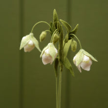 White Globe Lily - Calochortus albus - fiber sculpture, fabric flower
