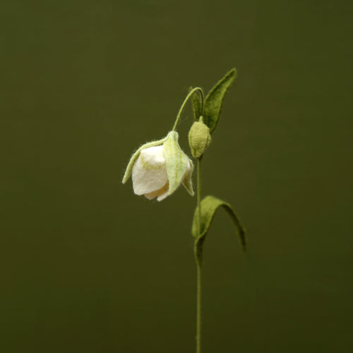 Load image 1 in gallery view. White Globe Lily - Calochortus albus - fiber sculpture, fabric flower