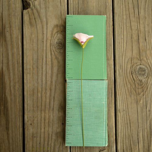 Load image 1 in gallery view. Catalina Mariposa Lily - Calochortus catalinae - fiber sculpture, fabric flower