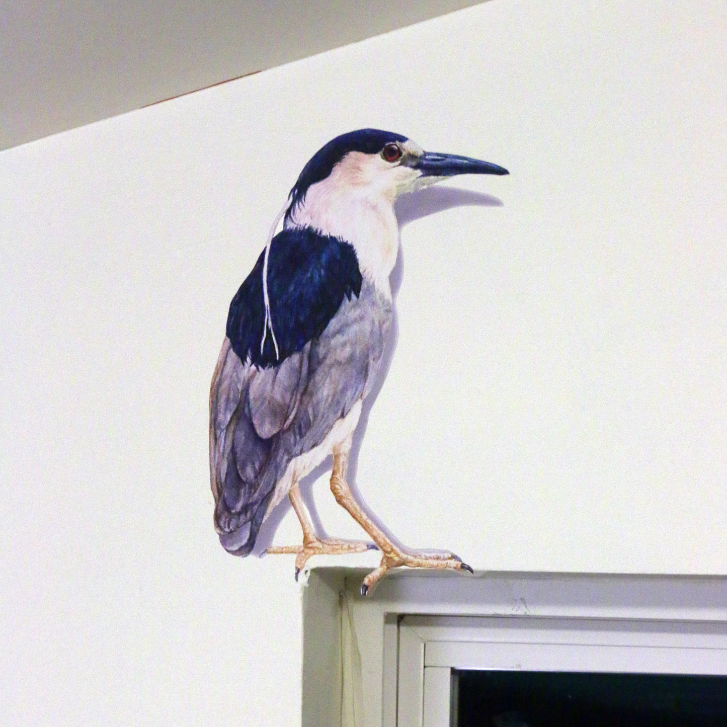 Realistic Black Crowned Night Heron on a white wall perched above a window.