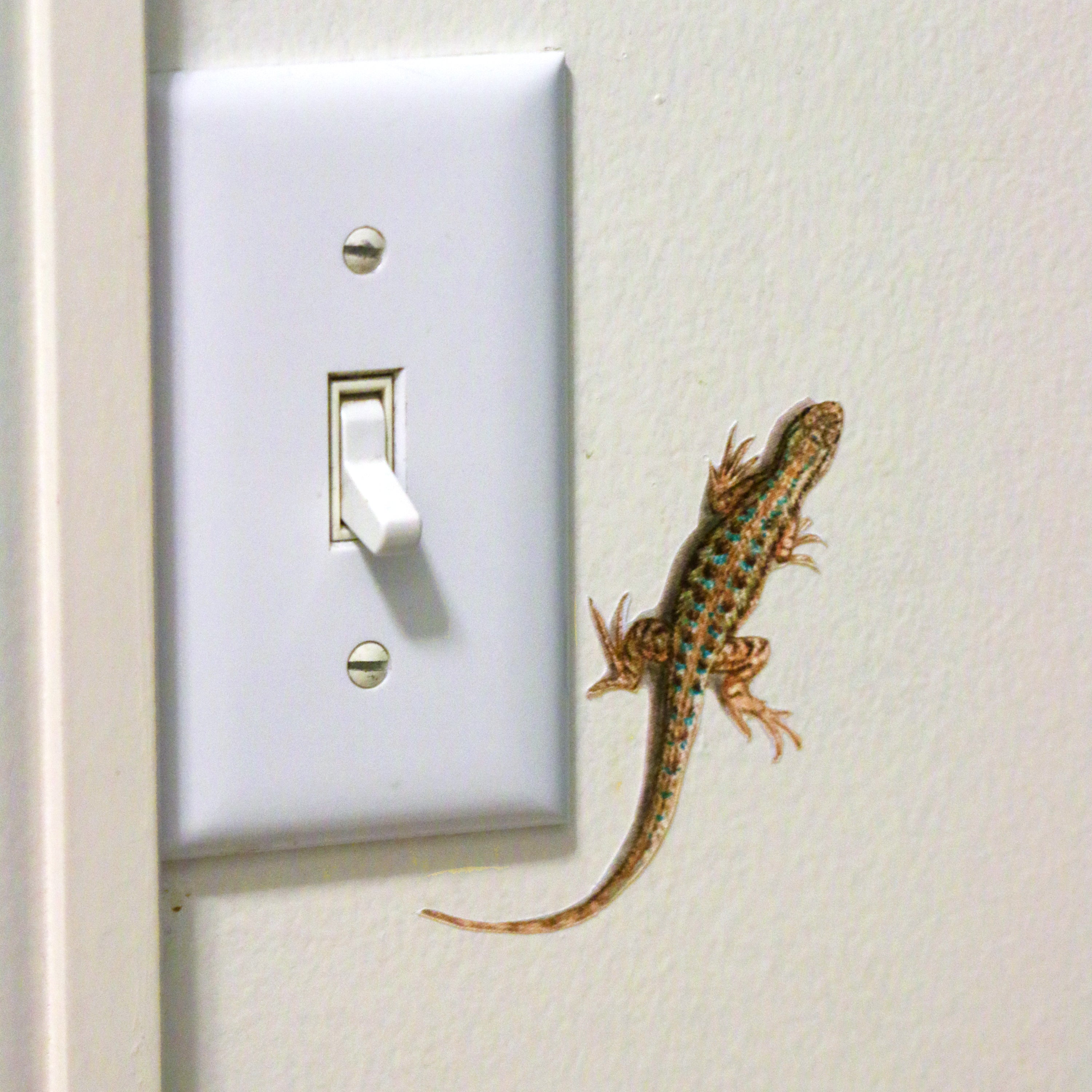 Close up of western fence lizard.