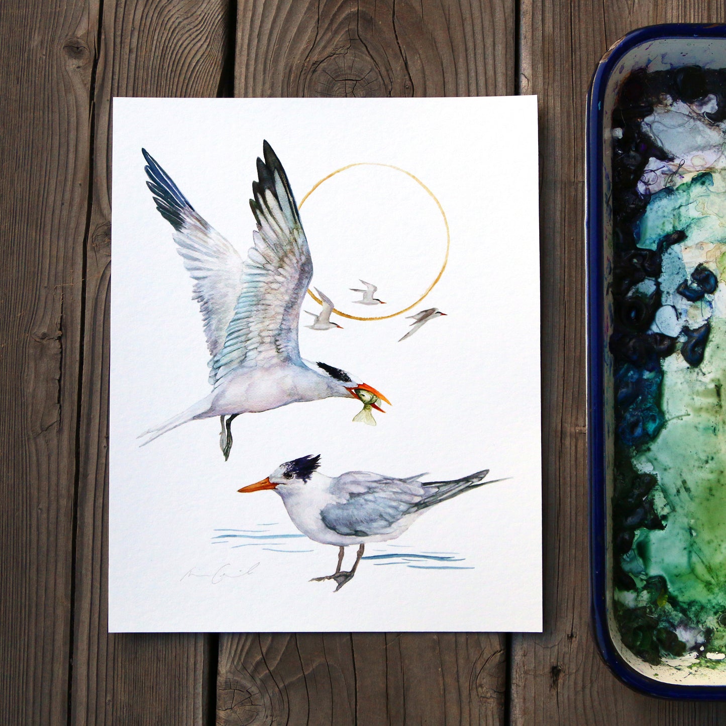 Terns - 8x10 Print - Native California Bird Print