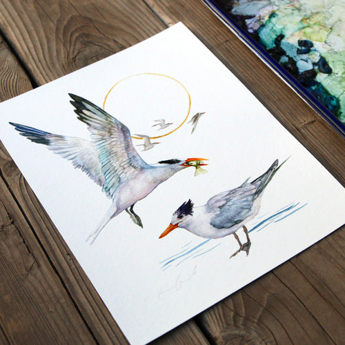 Load image 1 in gallery view. Terns - 8x10 Print - Native California Bird Print