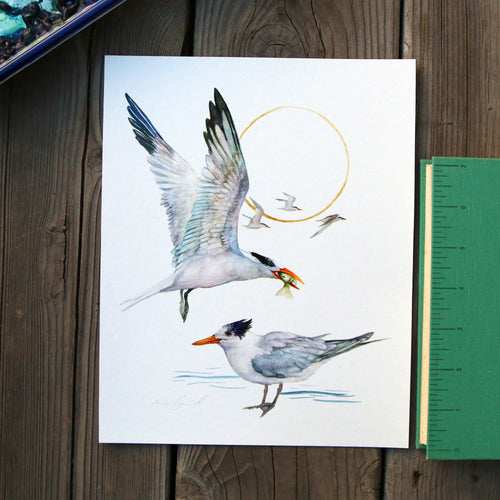 Load image 1 in gallery view. Terns - 8x10 Print - Native California Bird Print