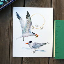 Terns - 8x10 Print - Native California Bird Print