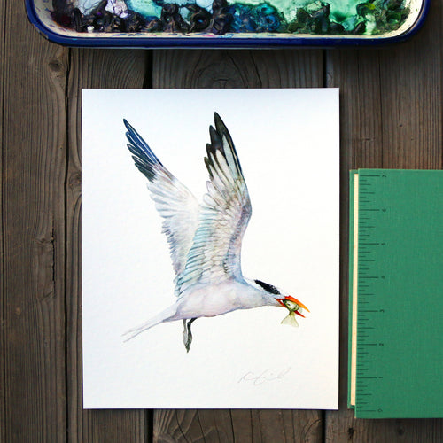 Load image 1 in gallery view. Royal Tern 8x10 Print - Native California Bird Print