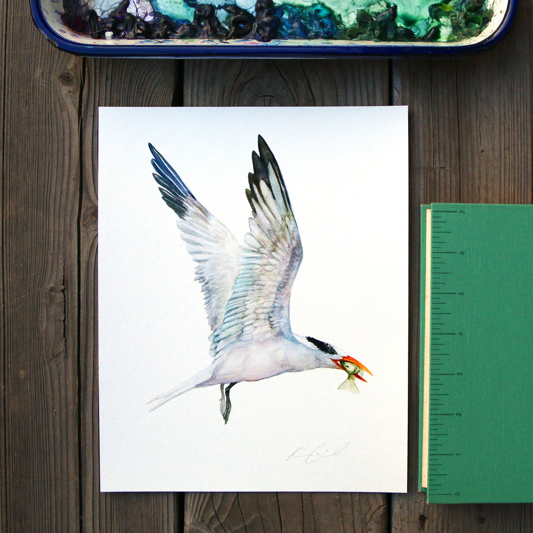 Royal Tern 8x10 Print - Native California Bird Print