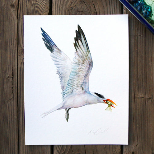 Load image 1 in gallery view. Royal Tern 8x10 Print - Native California Bird Print