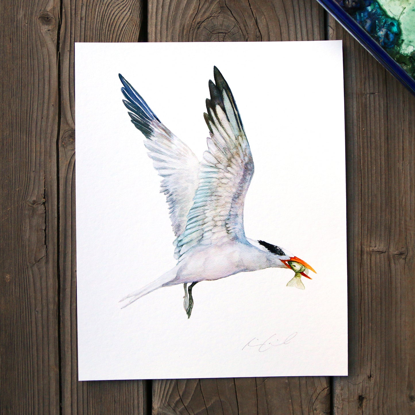 Royal Tern 8x10 Print - Native California Bird Print