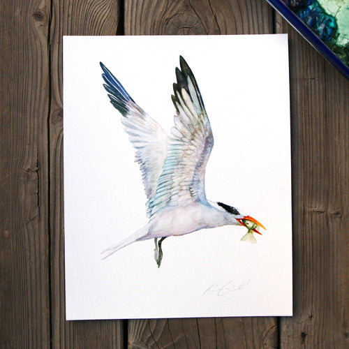 Load image 1 in gallery view. Royal Tern 8x10 Print - Native California Bird Print