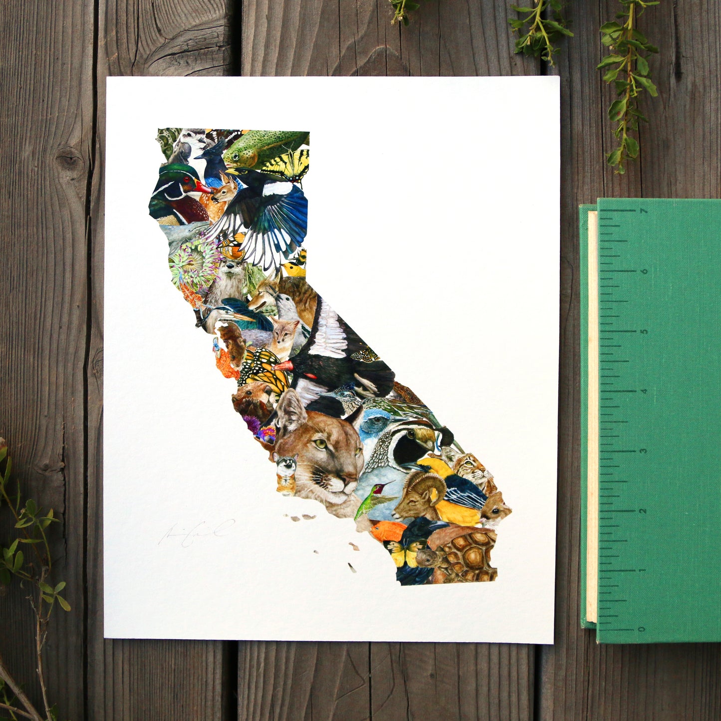 California Wildlife 8x10 Poster - California Biodiversity Art
