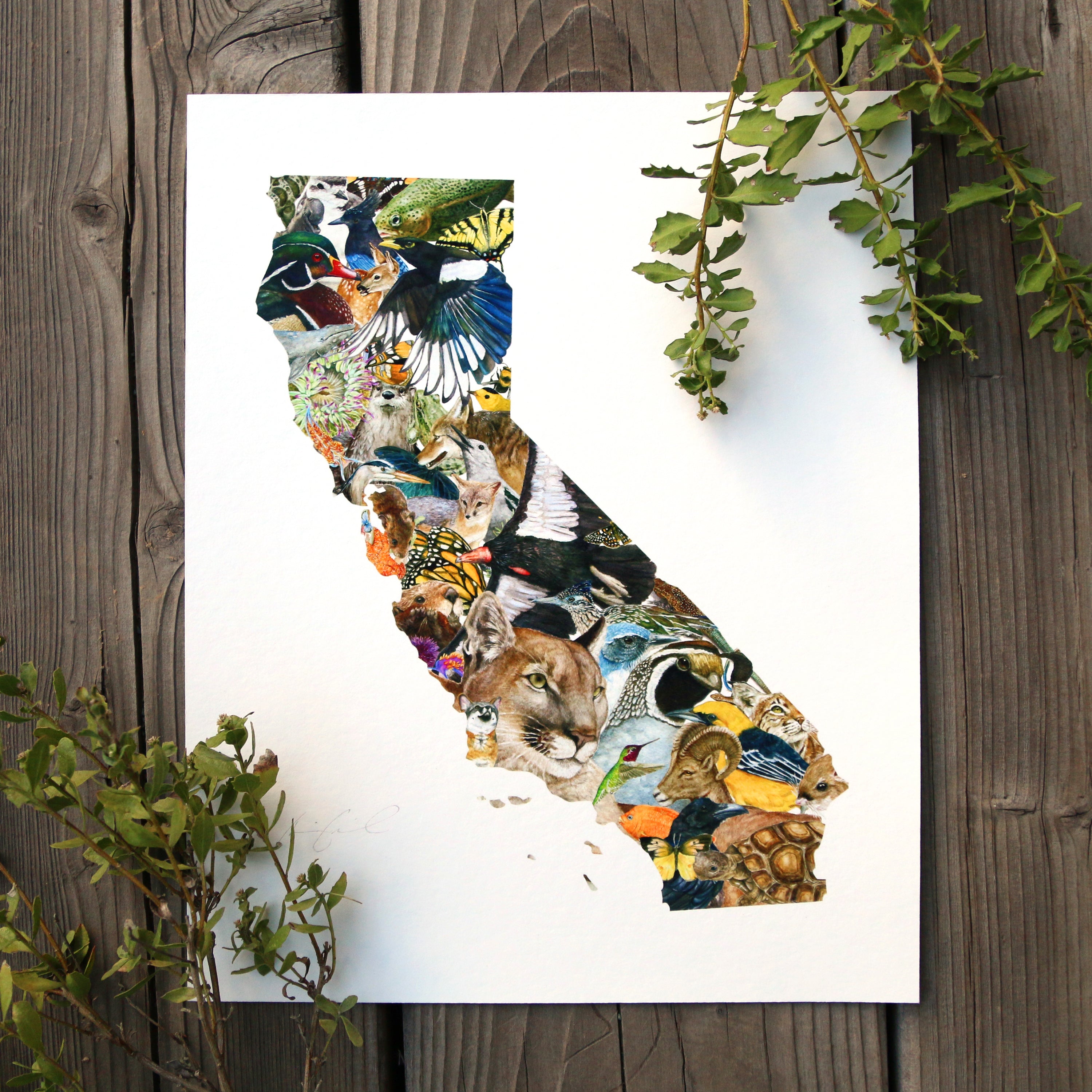 California Wildlife 8x10 Poster - California Biodiversity Art