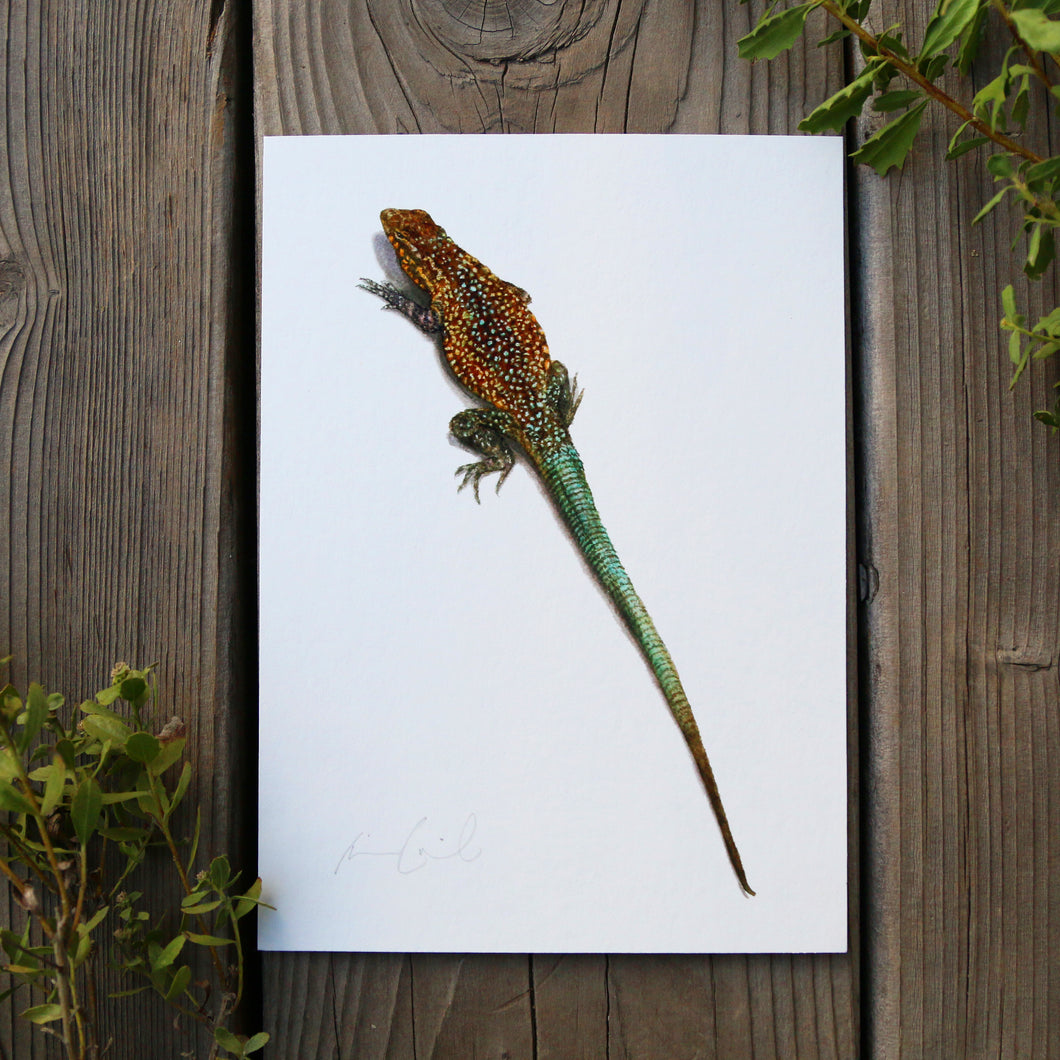 Side-Blotched Lizard 5x7 Print - Lizard, reptile art print