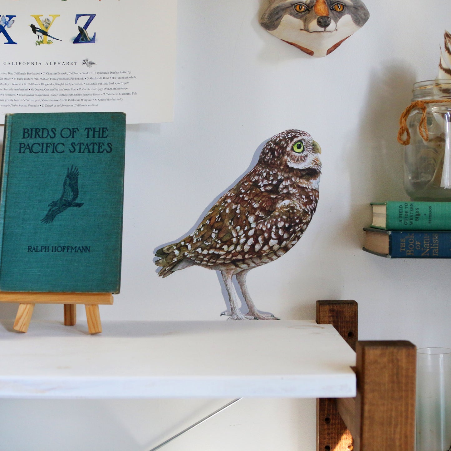 Realistic Burrowing Owl against white wall looking like it stands atop a bookcase.