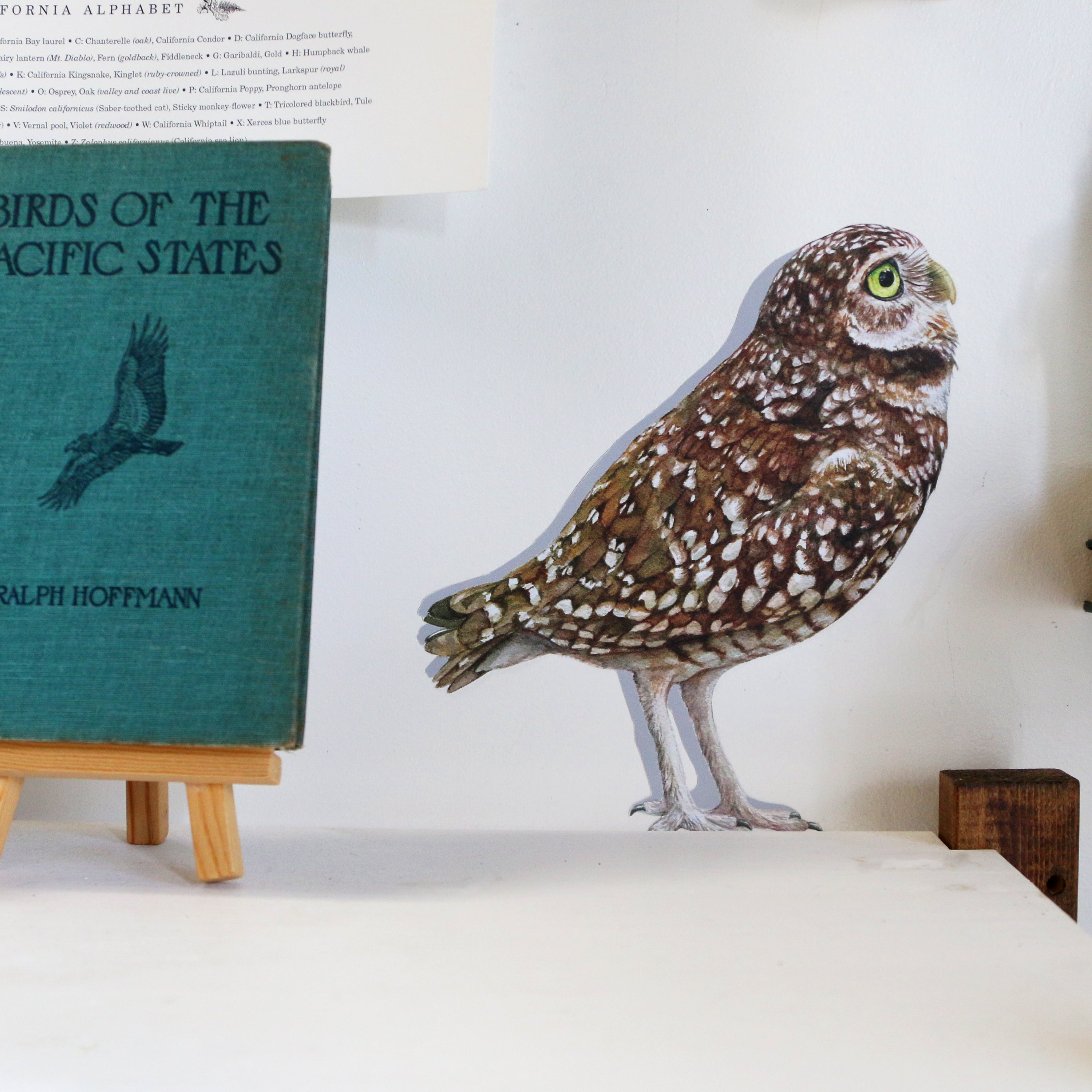 Close up of burrowing owl.
