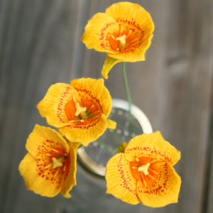 Yellow Mariposa Lily - Calochortus luteus - fiber sculpture, felt flower