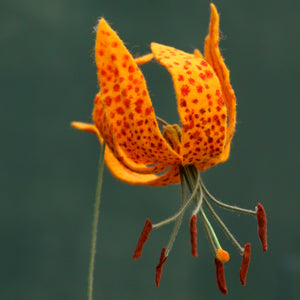 Humboldt's Lily Felt Flower - Lilium humboldtii - fiber sculpture, fabric flower