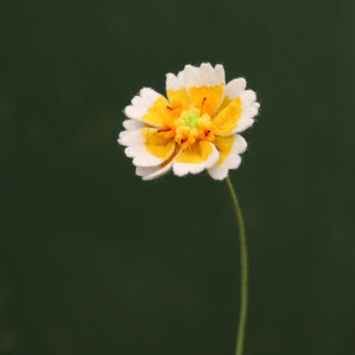 Load image 1 in gallery view. Tidy Tips Felt Flower - Layia platyglossa - fiber sculpture, fabric flower