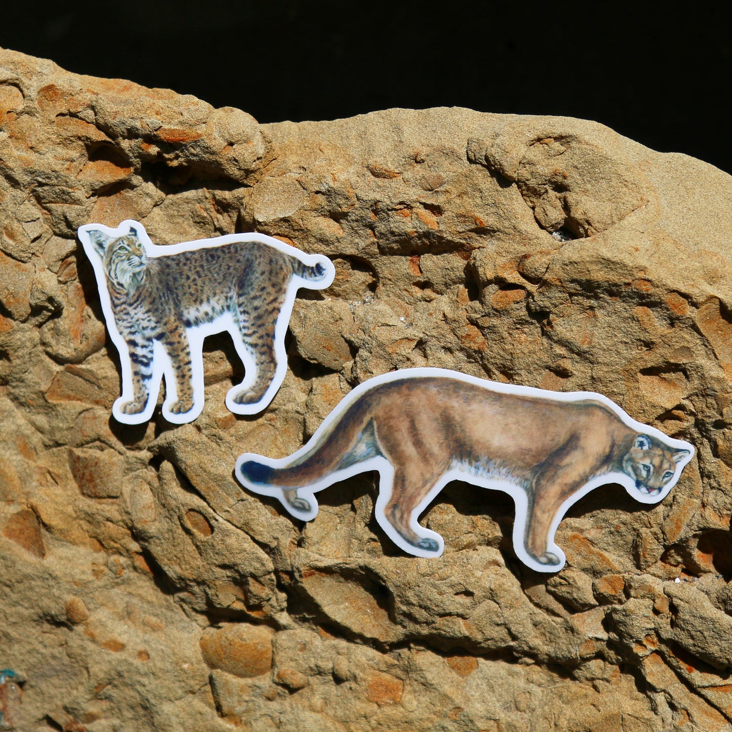 Felines of California Vinyl Stickers: Bobcat, Cougar, Mountain Lion