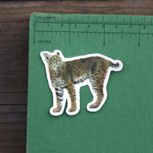 Cats of California Sticker Set: Two Vinyl Stickers- Bobcat, Cougar, Mountain Lion, Feline