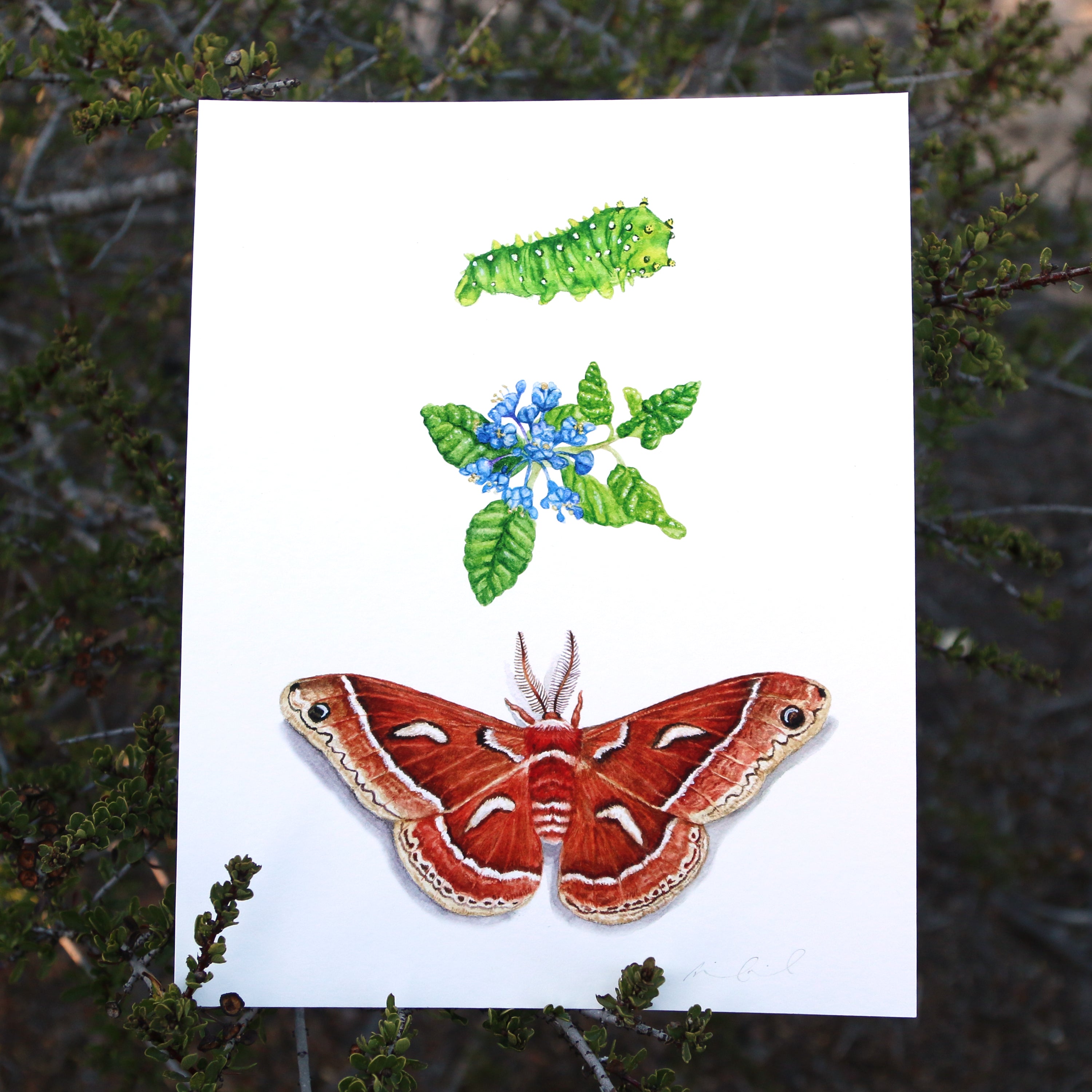 Ceanothus Silk Moth 8x10 Print - Nature Print, Moth Print, Chaparral Print