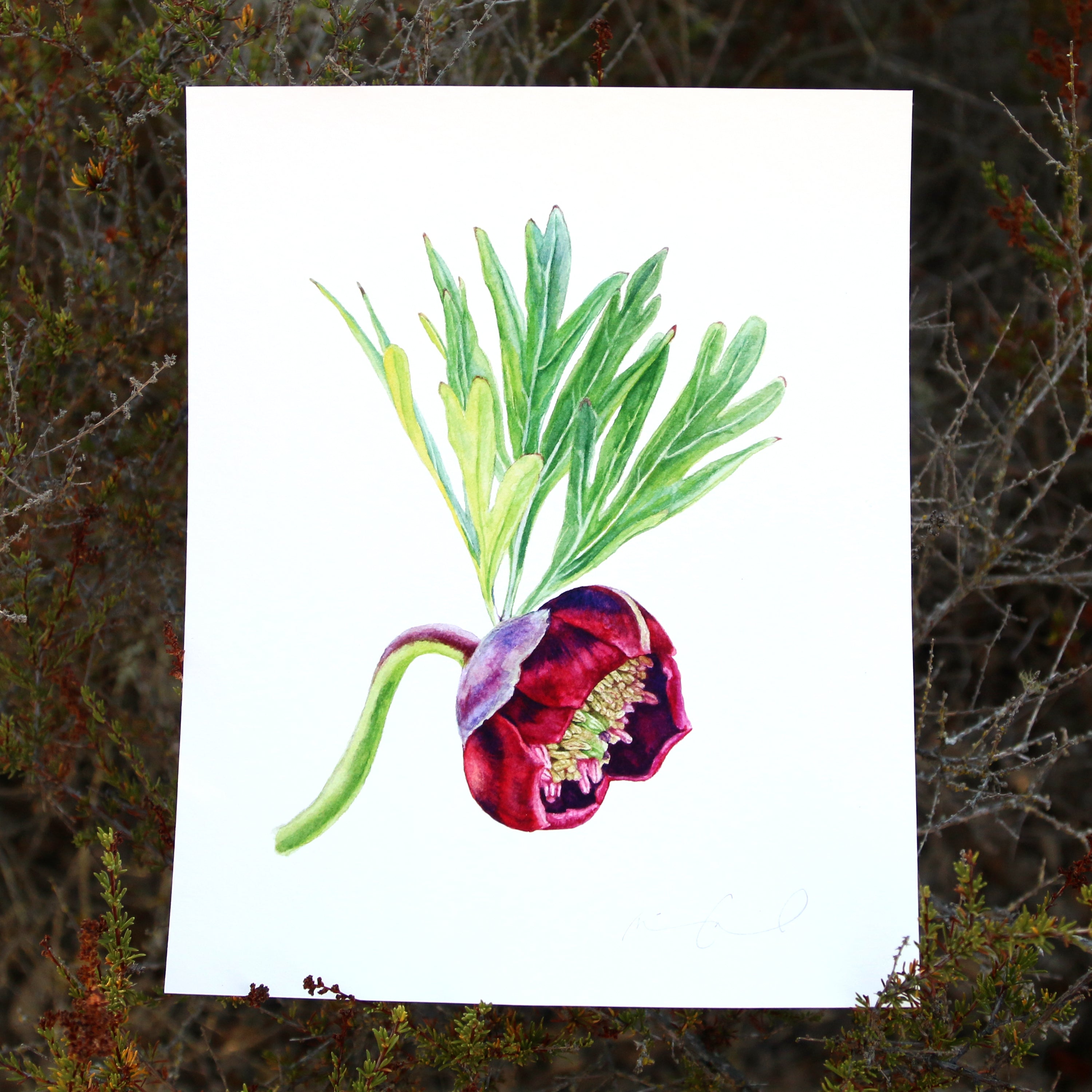 California Peony 8x10 Print - Native California Peony, Wildflower Print, Chaparral Print